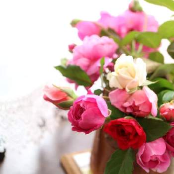 フォーユアホームの画像 by ミルキーさん | 窓辺とフォーユアホームとシューラネージュとバラ レッドレオナルド・ダ・ヴィンチと花のある暮らしと薔薇愛同盟と月曜日にはバラをと毎年咲いてくれてありがとう