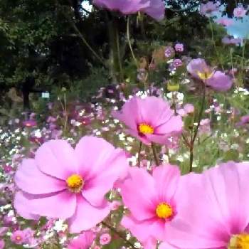 岐阜県可児市 花フェスタ記念公園の投稿画像一覧 Greensnap グリーンスナップ