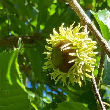 ドングリの実の投稿画像一覧 Greensnap グリーンスナップ