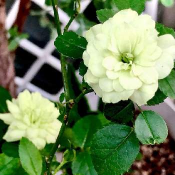 グリーンの花の投稿画像一覧 Greensnap グリーンスナップ