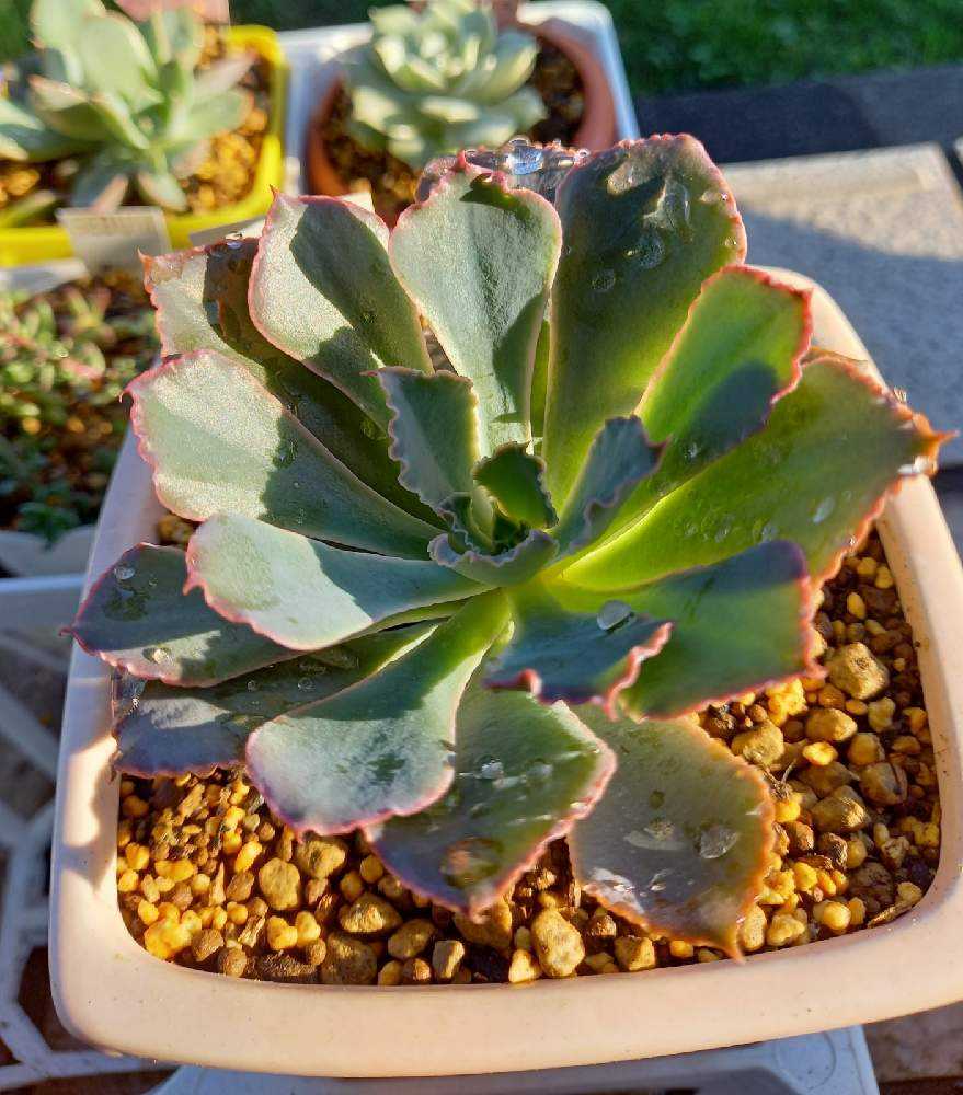 164🌹👰ネオンブレーカーズ 晩霞の舞｜🍀GreenSnap（グリーンスナップ）