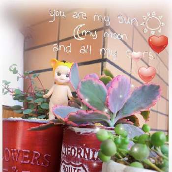 ズッキューン の投稿画像一覧 Greensnap グリーンスナップ