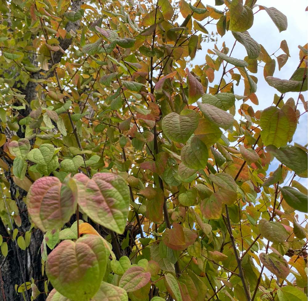 カツラの投稿画像 By ピノコさん 樹木とカツラ科と通学路は楽しいと樹木とカツラ科と通学路は楽しい 21月9月日 Greensnap グリーンスナップ Greensnap グリーンスナップ