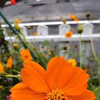 コスモス ♪の画像 by あななさん | 小さな庭とコスモス ♪とオレンジ色の花と花のある生活と暮らしに花をとキバナコスモス♪と花のある暮らしと秋桜＊