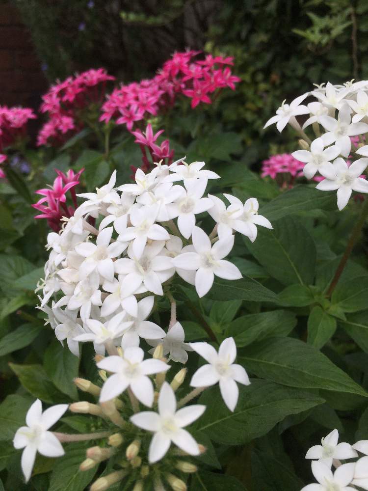 ペンタスの投稿画像 By りりこさん 白い花とポスト下の花壇と星型のお花とペンタス と小さな庭と白い花とポスト下の花壇と星型のお花とペンタス 21月9月日 Greensnap グリーンスナップ Greensnap グリーンスナップ