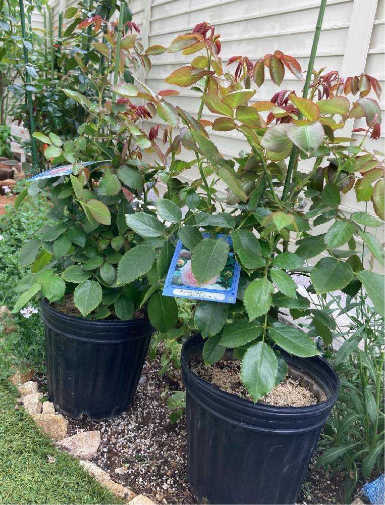 ピエールドゥロンサール成長記録|🍀GreenSnap(グリーンスナップ) ピエールドゥロンサール成長記録|🍀GreenSnap(グリーンスナップ)