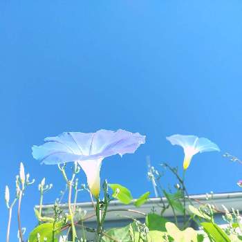 青空と花の画像 by ジジさん | 小さな庭とアサガオと朝の花と青空と花と炉地植え