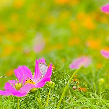 花と蝶々の投稿画像一覧 Greensnap グリーンスナップ