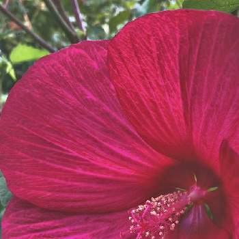  タイタンビカスの画像 by かぶとさん | お出かけ先と赤い花と タイタンビカスといとこの家と鉢植えと完全雨晒し