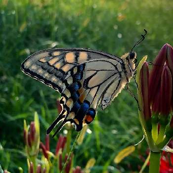 花と蝶の投稿画像一覧 Greensnap グリーンスナップ