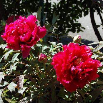 牡丹の花の投稿画像一覧 Greensnap グリーンスナップ