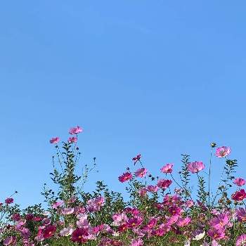 写真上手くなりたいの画像 by ヨチ子さん | お出かけ先とコスモスと秋のお花とオープンガーデンと写真上手くなりたいとお出かけ先にてとiPhone撮影
