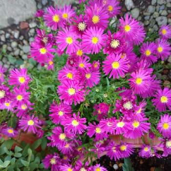ローズ色の花の画像 by レモンさん | 小さな庭と可愛い♡とローズ色の花とおうち園芸とアスター♡