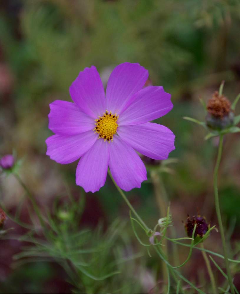 秋桜 こすもす の投稿画像 By ボギーさん コスモスと花壇と公園と漫湖公園とドライブと国場川と写散歩と散歩とお出かけ先と花いろいろと乙女色クラブと花壇と公園と漫湖公園とドライブと国場川と写散歩と散歩と花いろいろと乙女色クラブ 21月9月日 Greensnap