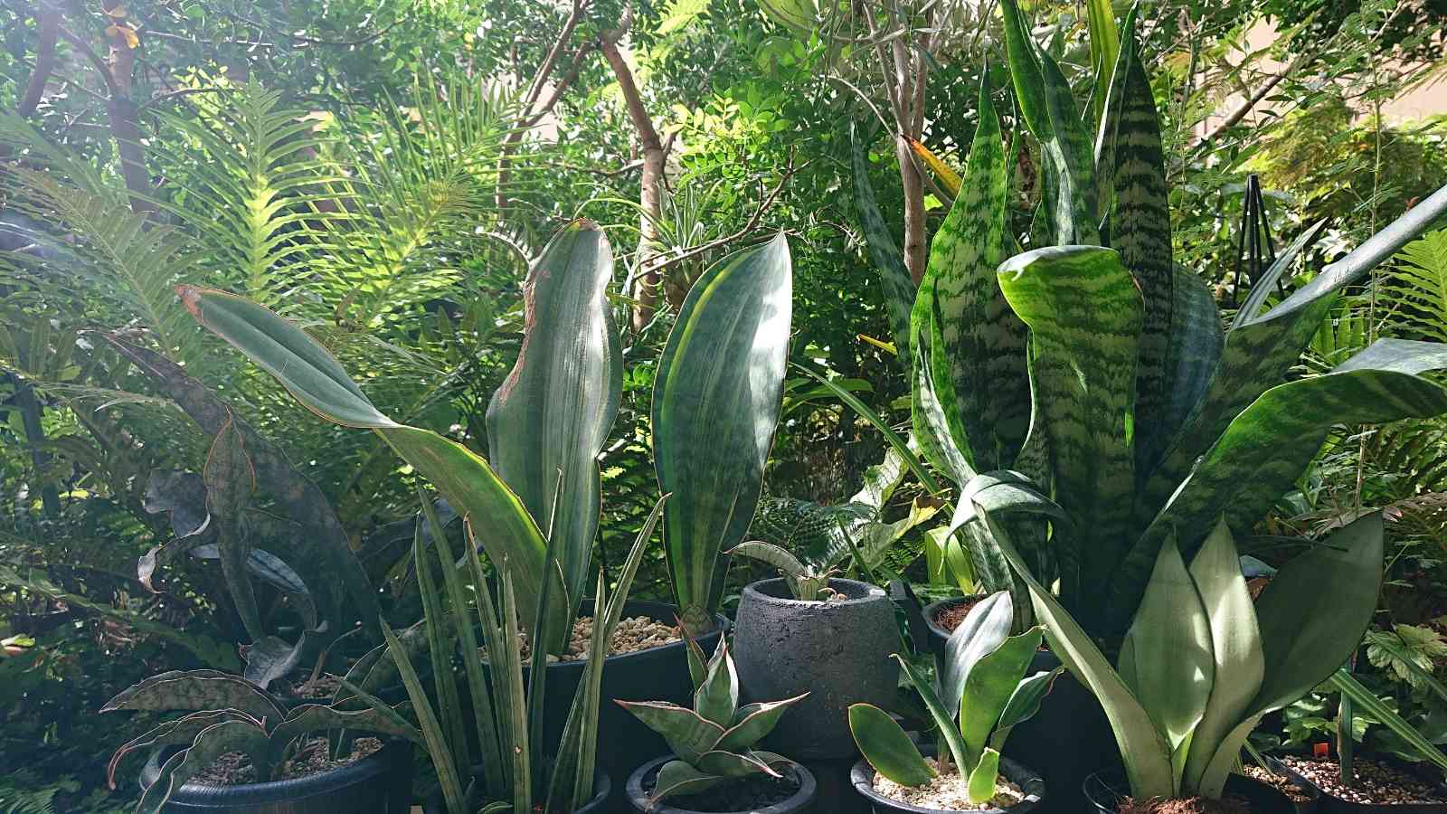 サンセベリア グランディスの一覧|🍀GreenSnap(グリーンスナップ) サンセベリア グランディスの一覧|🍀GreenSnap(グリーンスナップ)