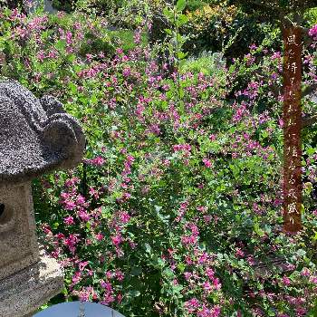 庭景色の画像 by 美野美谷さん | 広い庭と秋の庭と和の庭と庭景色と宮城野はぎ