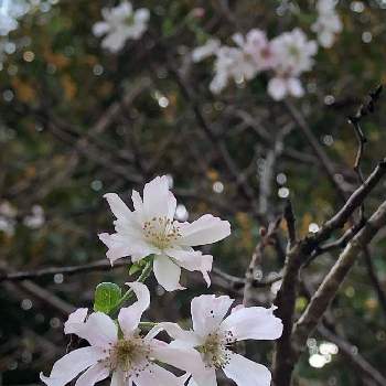 十月桜（ジュウガツザクラ）の画像 by むらさきさん | お出かけ先と十月桜（ジュウガツザクラ）とバラ科と緑地公園と二期咲き