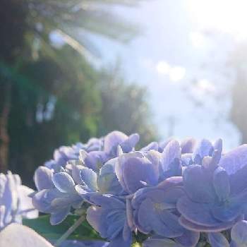 こんぺいとう(紫陽花)の画像 by ma♡cororincoさん | 玄関と紫陽花 コンペイトウとこんぺいとう(紫陽花)と開花中とおうち園芸