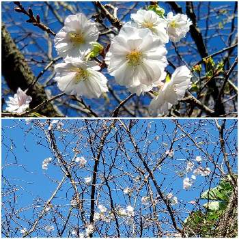 江戸彼岸桜の投稿画像一覧 Greensnap グリーンスナップ