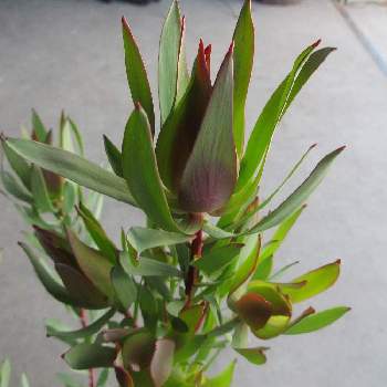 オーストラリアプランツの投稿画像一覧 Greensnap グリーンスナップ