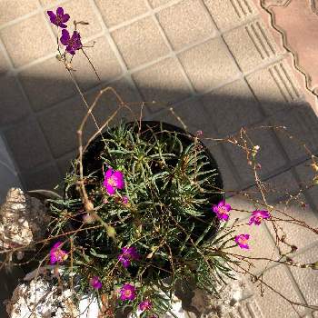 草花火の投稿画像一覧 Greensnap グリーンスナップ