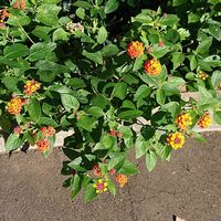 ランタナの画像