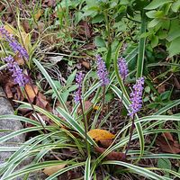 ヤブランの画像