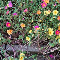 ポーチュラカの画像