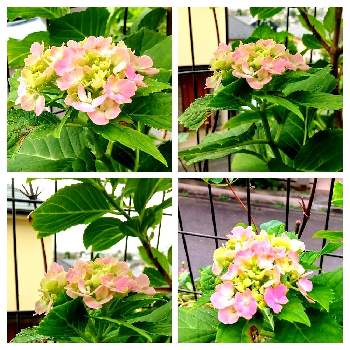 ピンクの紫陽花の投稿画像一覧 Greensnap グリーンスナップ