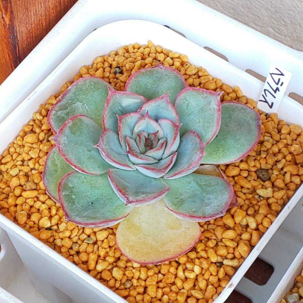 ❀402 ヘラクレスの生長記録 2022.05.19更新｜🍀GreenSnap（グリーン