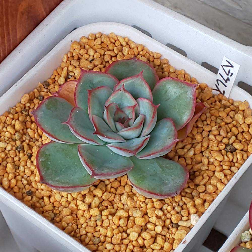 ❀402 ヘラクレスの生長記録 2022.05.19更新｜🍀GreenSnap