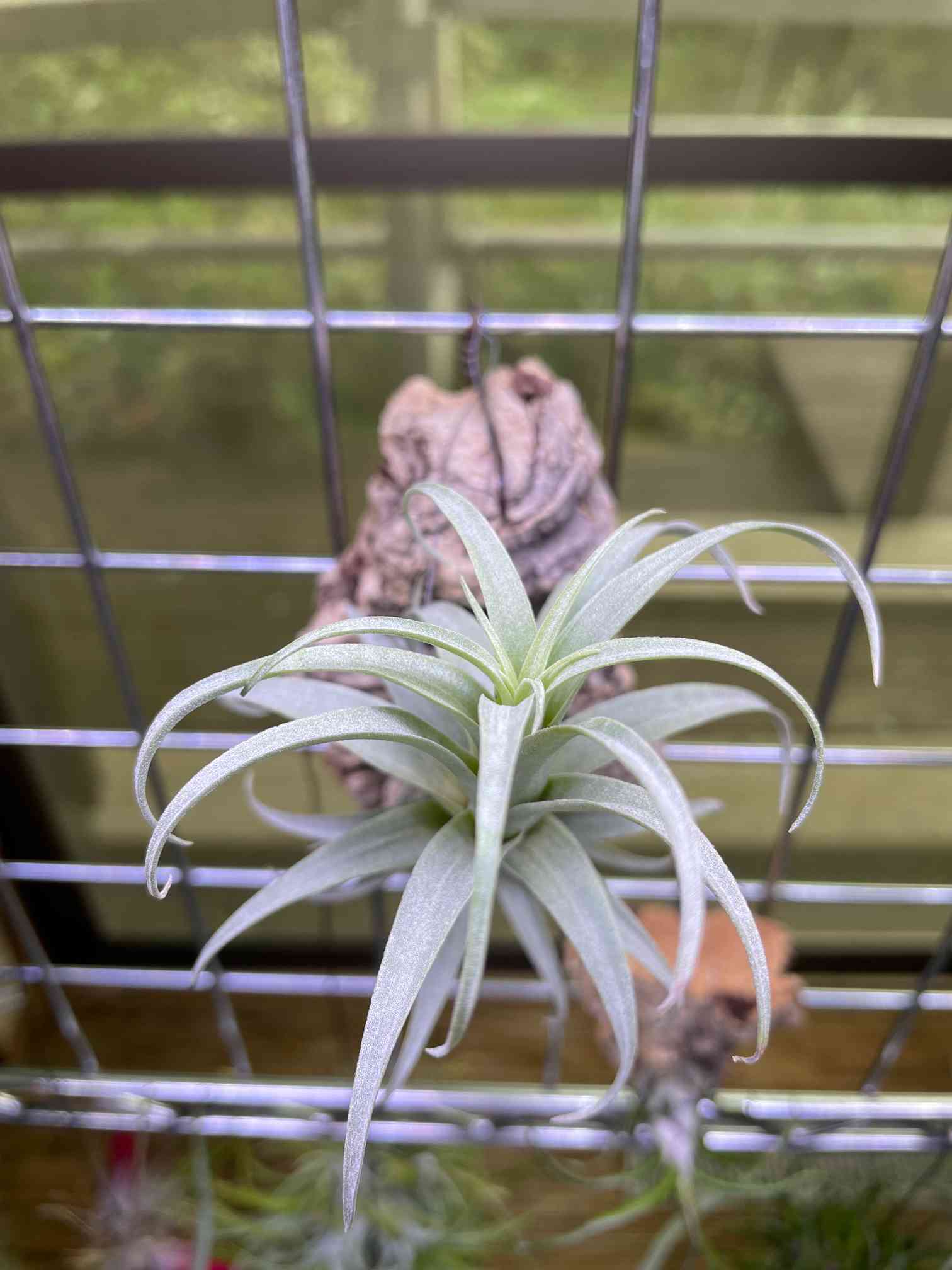 ナナの成長記録｜🍀GreenSnap（グリーンスナップ）