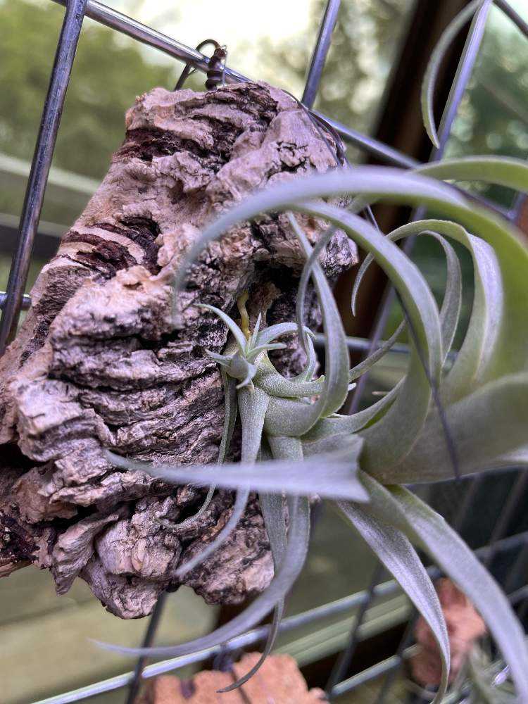 ナナの成長記録｜🍀GreenSnap（グリーンスナップ）