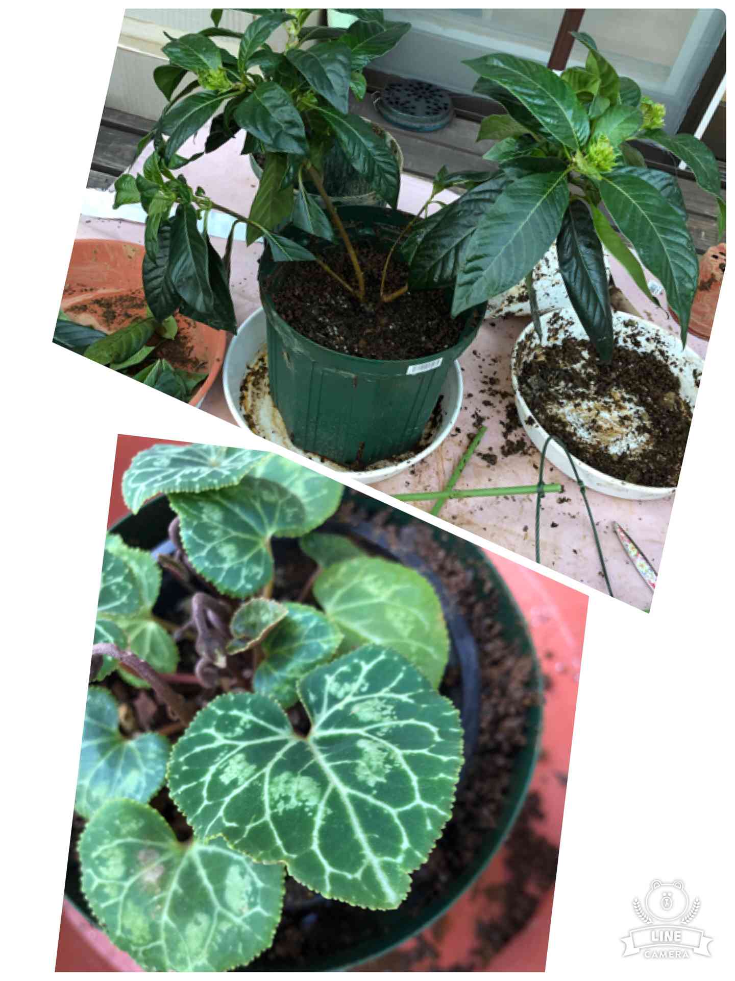 ドルフィンラムさま 2苗 ムシャリンドウ(ドラコセファラム