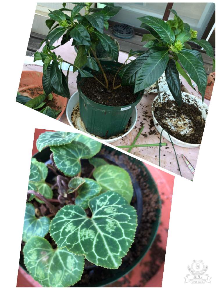 シクラメンとルクリアの植え替えしました Greensnap グリーンスナップ