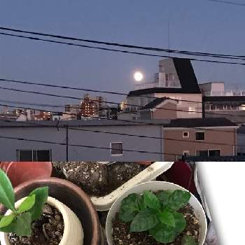 クチナシ 挿し木 の投稿画像一覧 Greensnap グリーンスナップ
