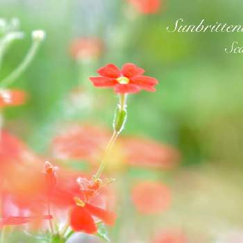 サンブリテニア の投稿画像一覧 Greensnap グリーンスナップ