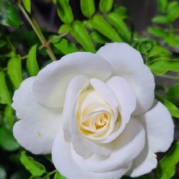 ビブラマリエの画像 by チョビ君さん | ビブラマリエと白い花と屋上ガーデンとバラ  ビブラマリエとおうち園芸