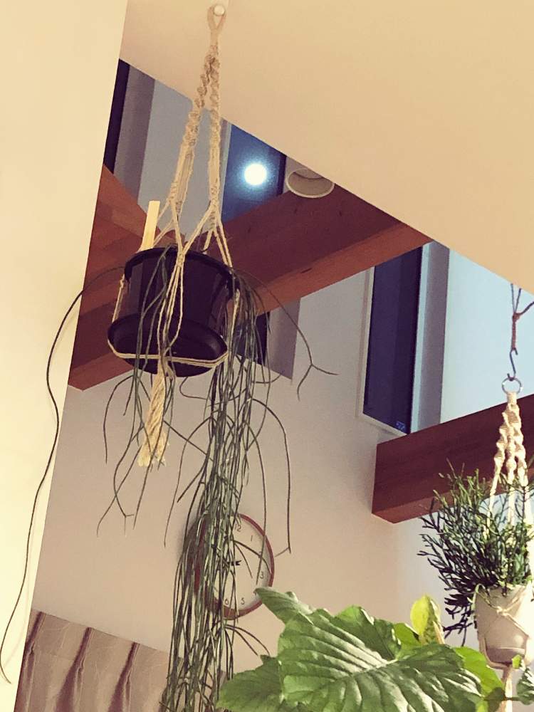 リプサリス プニセオディスカスの投稿画像 By Hagohagoさん リプサリス エワルディアナとウンベラータと リプサリス とボタニカルと観葉植物とわが家の観葉植物 とおうち園芸とリプサリス属と観葉植物のある暮らしと観葉植物がスキと元気に育ててますよとお月様と吊るす