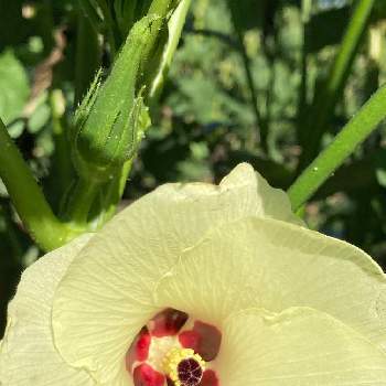 野菜の花の投稿画像一覧 Greensnap グリーンスナップ