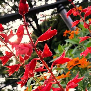 お気に入りの公園の画像 by K-chanさん | サルビアとお花大好き♡と今年も会えたと今日のお花と赤い花とお気に入りの公園とお散歩