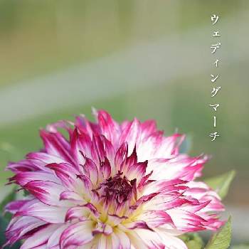 ダリア ウェディングマーチの投稿画像一覧 Greensnap グリーンスナップ