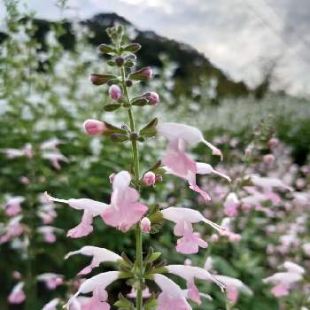 ピンクサルビアの投稿画像一覧 Greensnap グリーンスナップ ピンクサルビアの投稿画像一覧 Greensnap グリーンスナップ