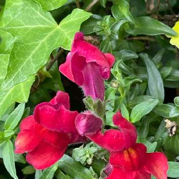 スナップドラゴンの投稿画像一覧 Greensnap グリーンスナップ