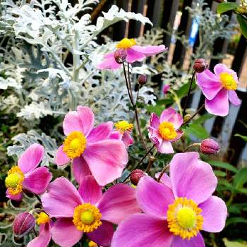 秋明菊ピンクの画像 by ポポラスさん | 小さな庭と秋明菊ピンクとGSの輪と秋の気配と皆さんに感謝と湘南の海とユーミンつながりの皆さんに感謝と花いろいろ