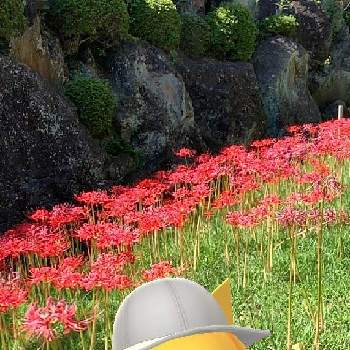 ピカチュウ❤️の画像 by ピカピカさん | お出かけ先とヒガンバナと真っ赤な花とピカチュウ❤️と花いろいろと神奈川県の風景と㊗️じゅんさん4200pic