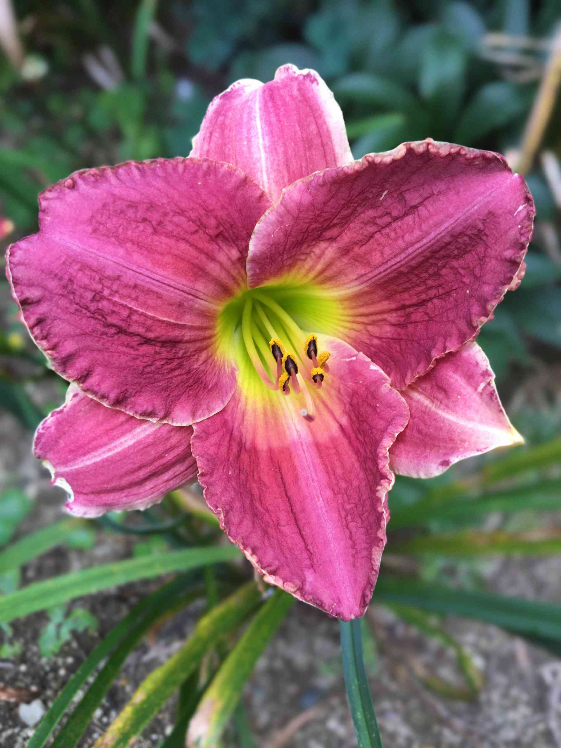 ヘメロカリス♡の一覧｜🍀GreenSnap（グリーンスナップ）