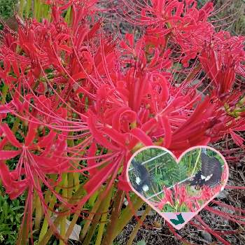 アゲハ観察の画像 by ひよたろさん | アゲハ観察と花のある暮らしと赤い彼岸花
