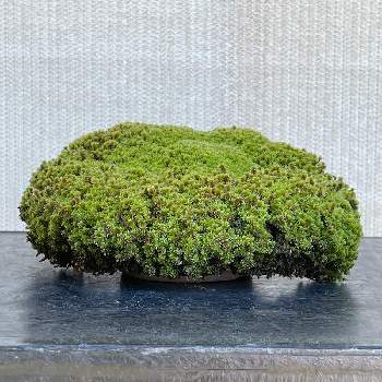 添え草の画像 by ryo-ggさん | 盆栽と山野草と添え草と砂苔(スナゴケ)
