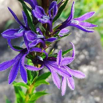 紫組♪の画像 by プリンさん | 広い庭とサワギキョウと青い花マニアとチーム・ブルーとチーム・ブルーNo.093と紫組♪